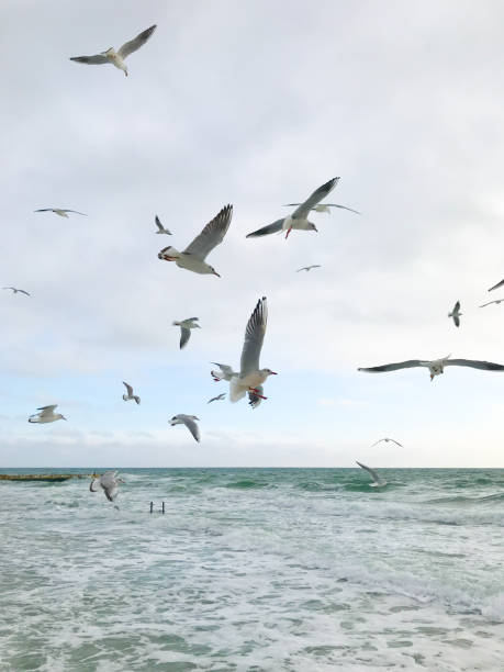 istock Seagulls Flying Over Sea 1144590045