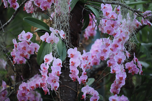 pink Phalaenopsis orchid