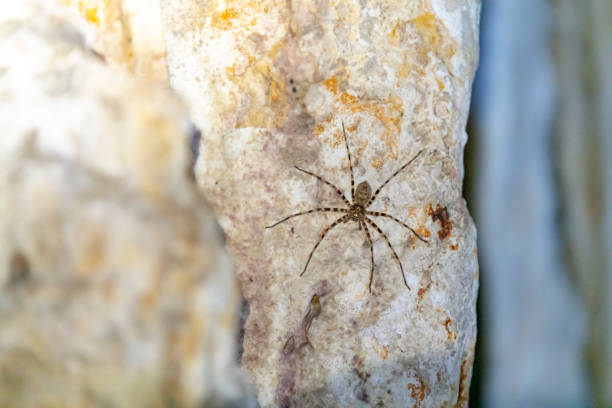 Khao Sok Lake National Park in Thailand. This is taken in a cave in the limestone surrounding the lake and has a Huntsman spider clinging to the cave wall.
