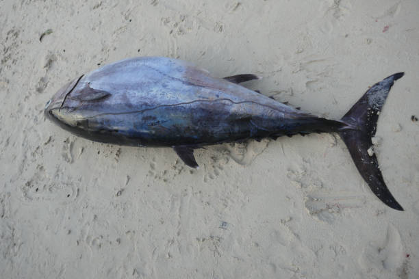 istock Fresh caught Tuna and more, Seychelles 1144593272