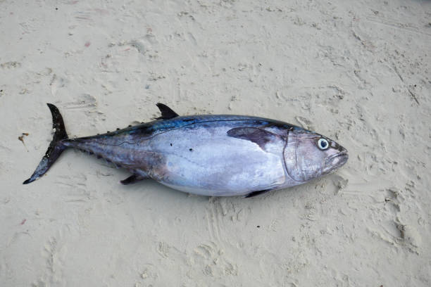 istock Fresh caught Tuna and more, Seychelles 1144593280