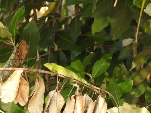 Photo of Green chameleon close-up sitting on a branch in the jungles of Sri Lanka.