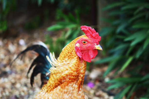 Rooster portrait. Rooster on a farm.