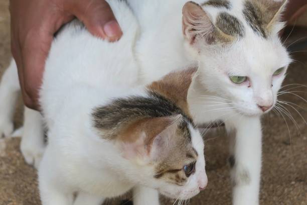 Free picture: Graphic of cats on top of each other with greenish hue ...