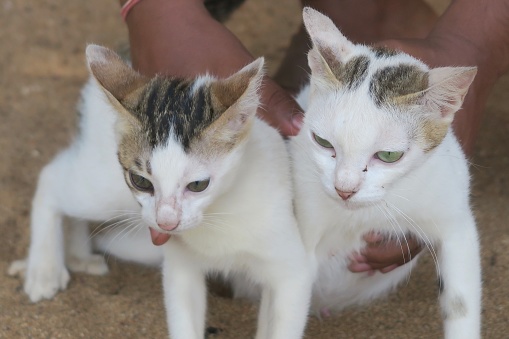 Two, white bar kittens being petted by an Indian man on Palolem Beach, Goa, India. Cats are rarely kept as pets in India as they are considered to be omens of bad luck.