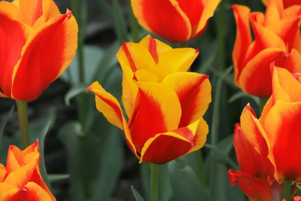 그레기이 튤립 - double tulip 뉴스 사진 이미지
