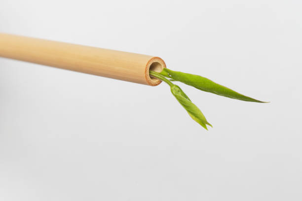 istock Close up view of bamboo straw. Reusable bamboo straws as an alternative for single-use plastic straws, healthy and sustainable lifestyle concept 1144596180