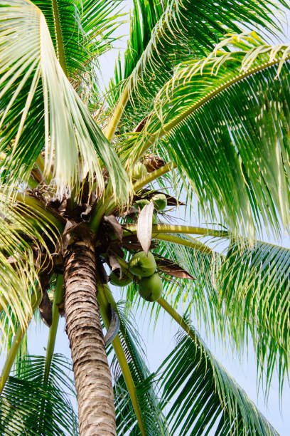 istock Coconut palm tree foliage sunlight. Vintage background. Retro toned poster. 1144596826