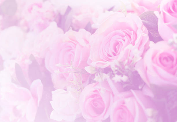 istock Blurred of Rose flowers blooming 1144596939