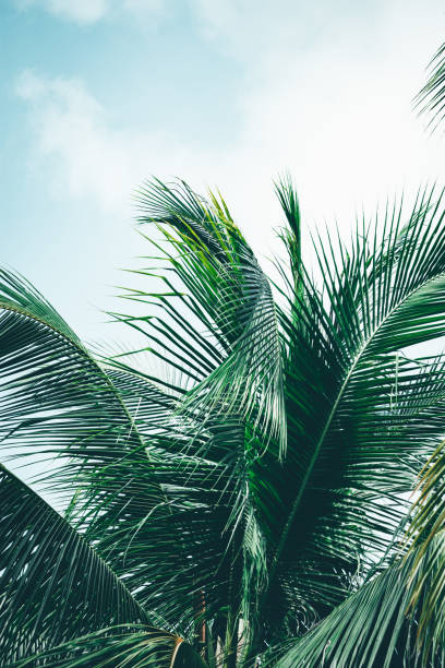 istock Coconut palm tree foliage sunlight. Vintage background. Retro toned poster. 1144597707