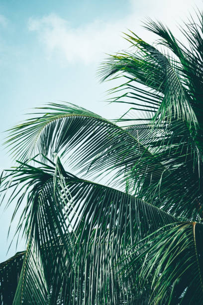 istock Coconut palm tree foliage sunlight. Vintage background. Retro toned poster. 1144597741