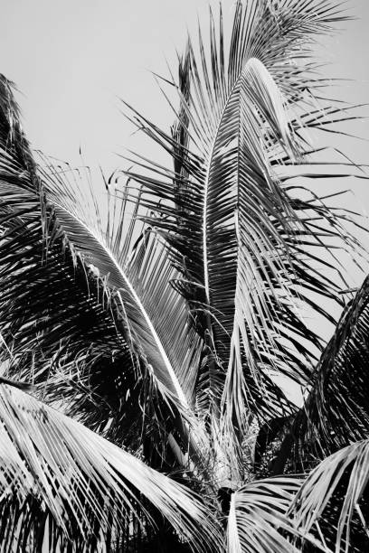 istock Coconut palm tree foliage sunlight. Vintage background. Retro toned poster. 1144597746