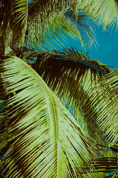 istock Coconut palm tree foliage sunlight. Vintage background. Retro toned poster. 1144597809