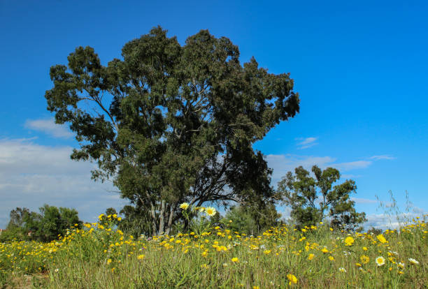 istock Madrona Marsh Preserve in Spring, Torrance, California 1144597933