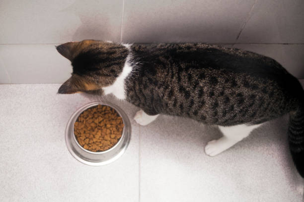 istock Dried food dish and cat eating. 1144598023