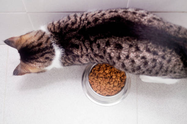 istock Dried food dish and cat passing by. 1144598030