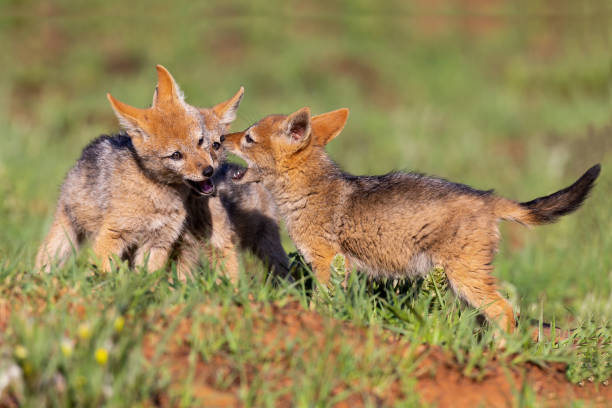 istock Three Black Backed Jackal puppies play in short green grass to develop their skills 1144598253