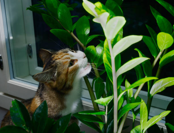gatto vicino alla finestra mangiando pianta d'appartamento aroid palmo, zamioculcas - foto stock