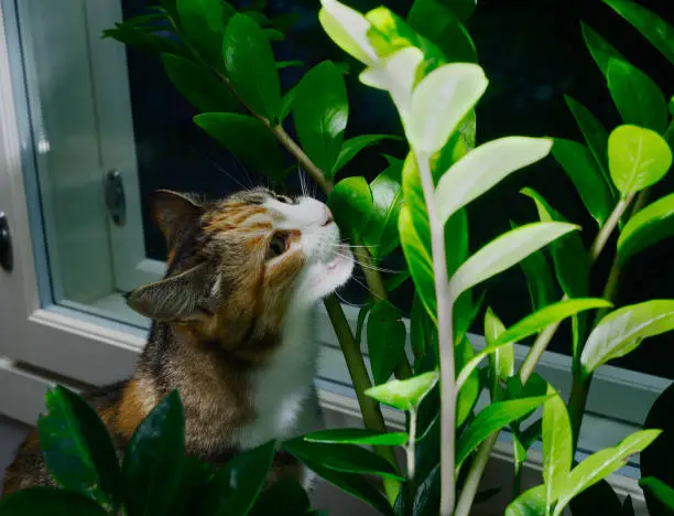 Photo of cat by the window eating houseplant aroid palm, zamioculcas