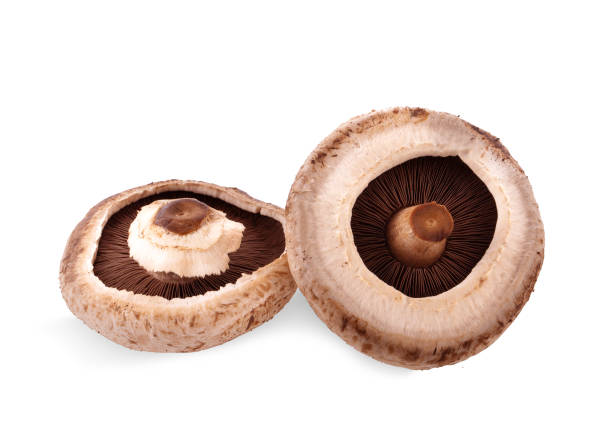 istock portobello mushrooms, isolated on white background. 1144602221