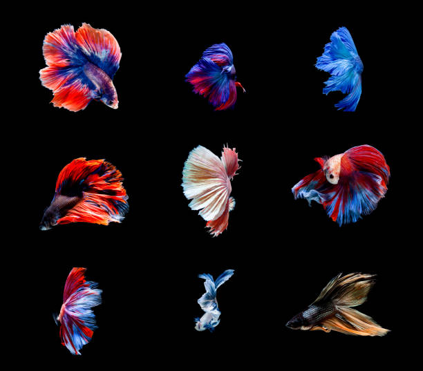 istock Betta fish, siamese fighting fish, betta splendens isolated on black background 1144602316