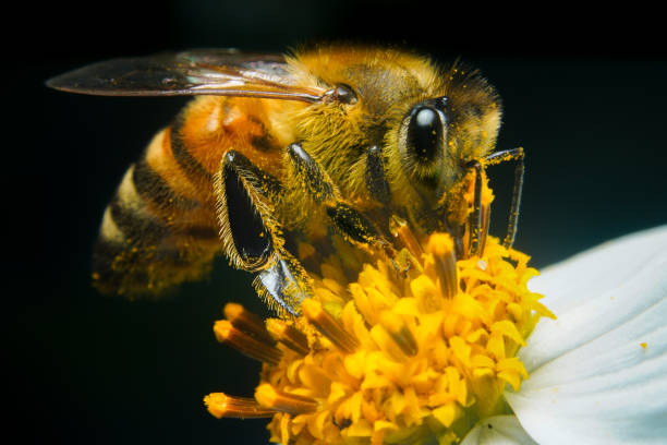 las abejas chupan miel dulce - bee macro insect close up fotografías e imágenes de stock