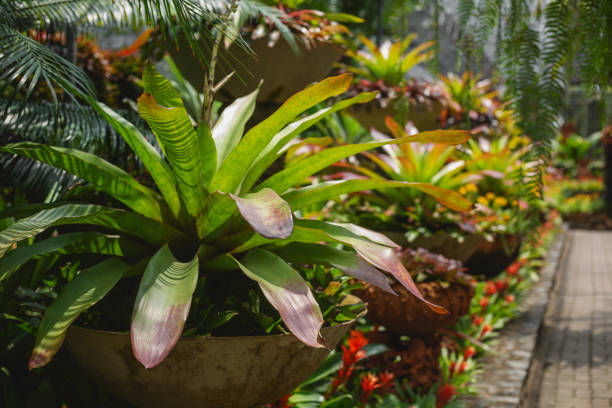 istock flowers and plants in the botanical garden 1144604313