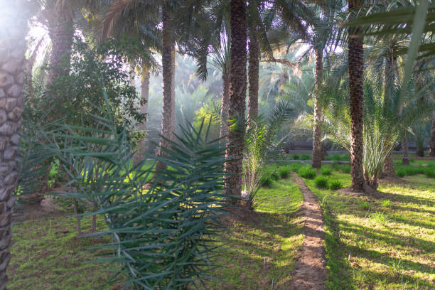 Path on a misty morning in Al Ain Oasis