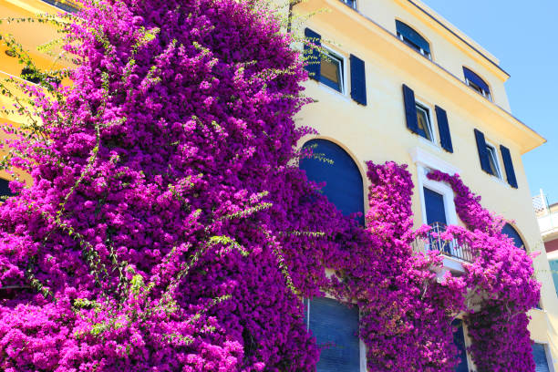 A massive purple bougainvillea climbs the side of a building in the Italian seaside town of Monterosso al Mare, on of the five small towns that comprise Italy's famous Cinque Terre.