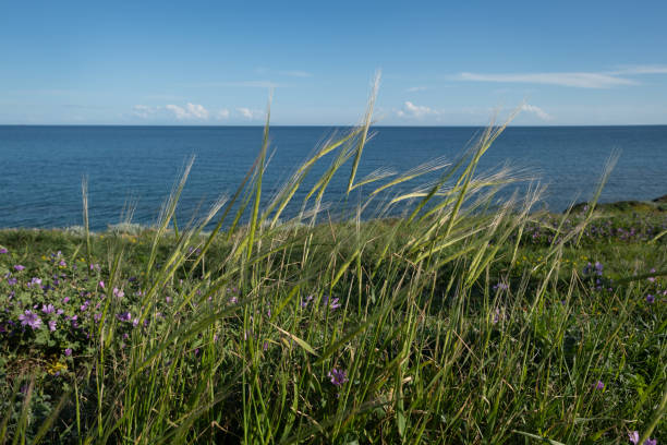 istock Grass in wind at beach of Greek Island 1144606113