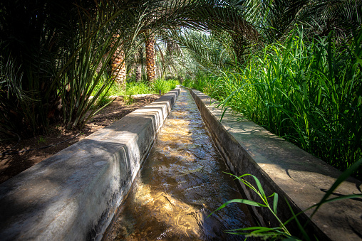 Water flowing in a traditional water channel named falaj surrounded with various shrubs, grasses and palms, taken on a sunny morning in Al Qattara Oasis, Al Ain, UAE