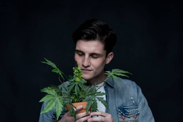 istock Close up view of man with marijuana plant 1144606457