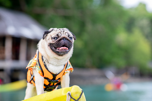 Happy dog pug breed wearing life jacket and standing on kayak feeling so happiness and fun vacations on the beach,Dog vacations Concept