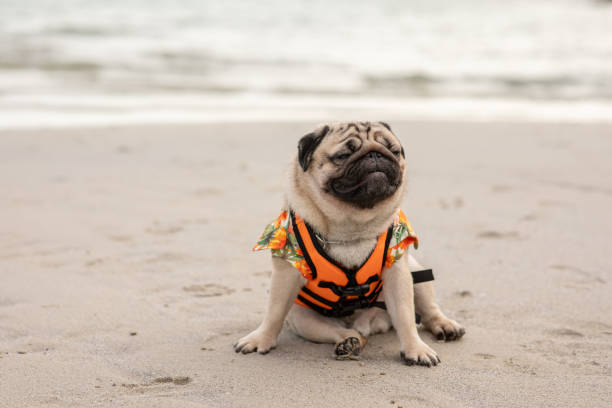 razza di carlini per cani felici che indossa il giubbotto di salvataggio e si sente seduta sulla spiaggia sentendosi così felicità e vacanze divertenti sulla spiaggia, dog vacations concept - cane al mare foto e immagini stock