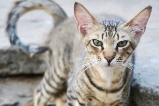 istock Image of sleeping domesticated grey kitten curled up camouflaged against rocks, grey tabby cat photo with distinctive stripes and M pattern marking on head 1144608093