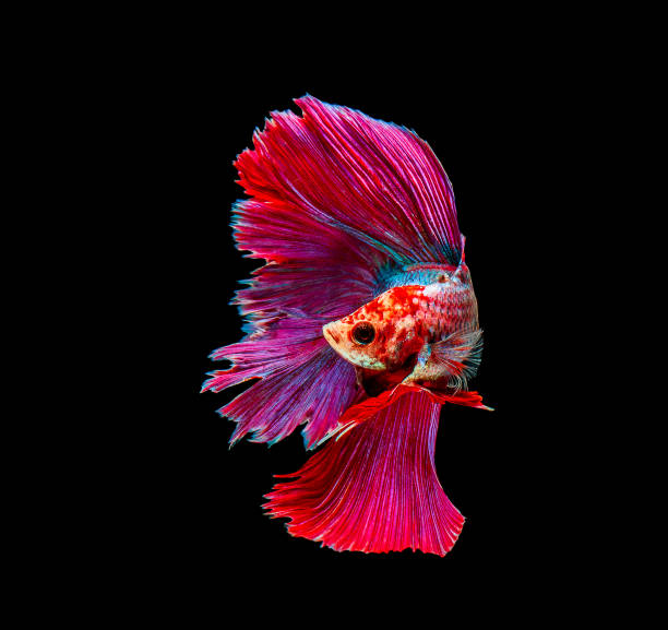 istock Betta fish, siamese fighting , betta splendens isolated on black background 1144608864