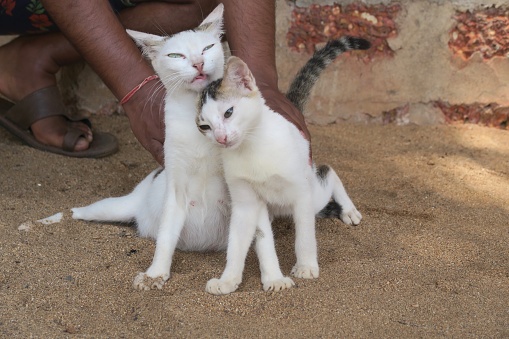 Two, white bar kittens being petted by an Indian man on Palolem Beach, Goa, India. Cats are rarely kept as pets in India as they are considered to be omens of bad luck.