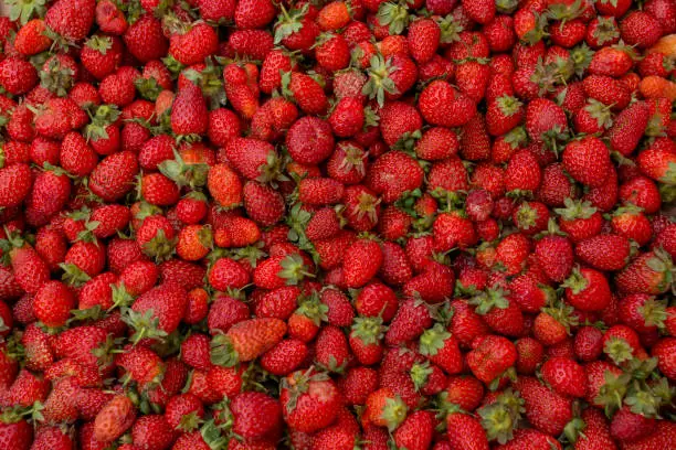 Fresh red ripe organic strawberry on the farmers market. Close-up berry background. Healthy vegan food.