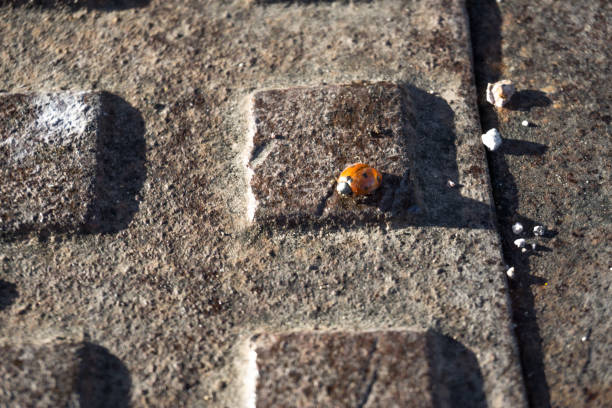 istock Ladybird on the ground 1144612333