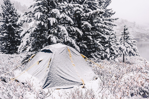 Tourist tent in winter forest. Pines under snow