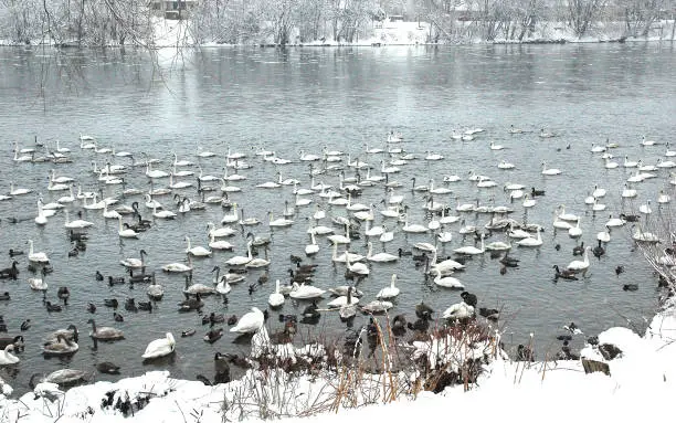 Hundreds of trumpeter swans overwinter on the Mississippi River west of Minneapolis. The water is kept open by discharge from a nuclear power plant. Other trumpeters migrate south in winter to find open fresh water.