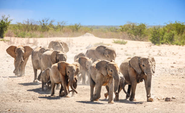 troupeau sauvage d’éléphants africains marchant dans le parc national d’etosha namibie - parc national detosha photos et images de collection