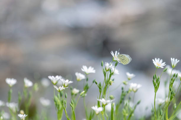 natural butterfly photo