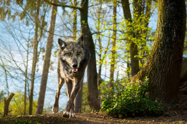 Wolf running in forest under last rays of sunset Portrait of a gray wolf in the forest. It is running over the top of the hill under the last rays of the sun. wolf snout pictures stock pictures, royalty-free photos & images