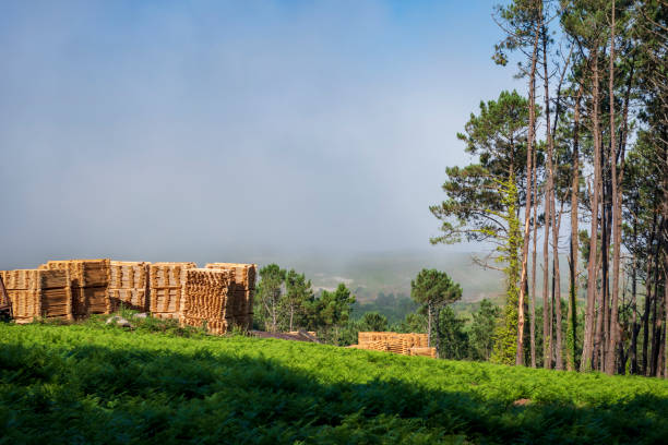 istock Cut lumber stacked next to trees in forest 1144617715