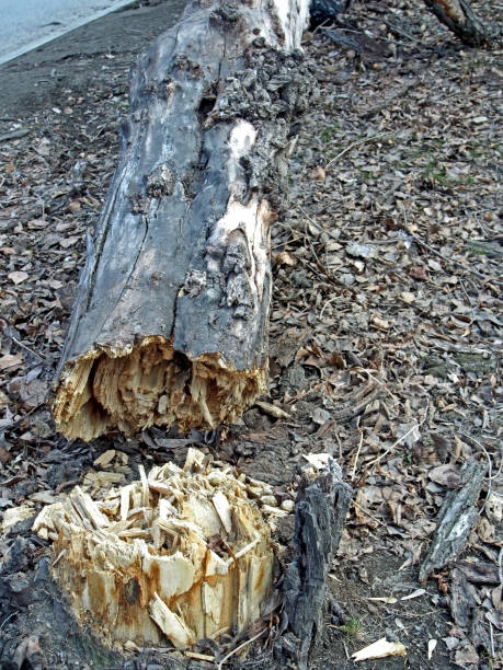 istock fell old tree on the street 1144617926