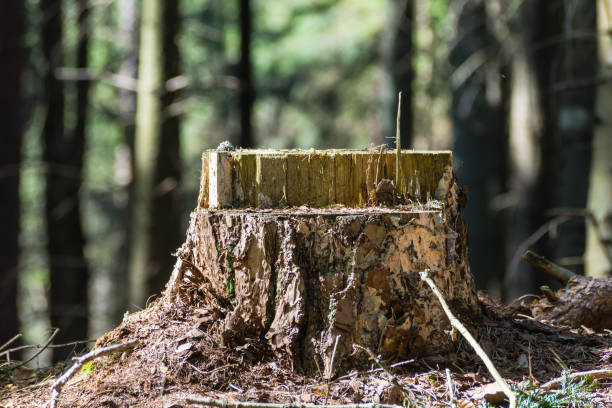 tree stump in forest. - cutting tree moving down bark imagens e fotografias de stock