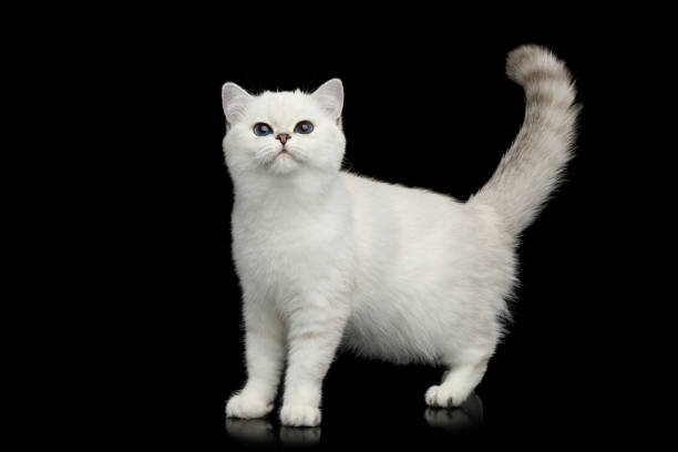 istock British Cat white color with blue eyes on Isolated Black Background 1144620028