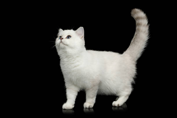 istock British Cat white color with blue eyes on Isolated Black Background 1144620030