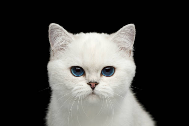 istock British Cat white color with blue eyes on Isolated Black Background 1144620032